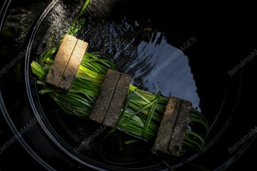 TIKAR MENGKUANG