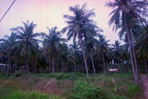 KEBUNKE1_20012016