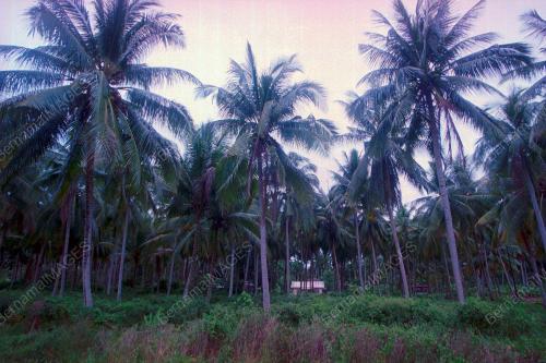 KEBUNKEL_20012016