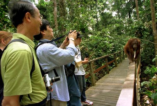 JAPANESE TOURIST VISITS SEPILOK