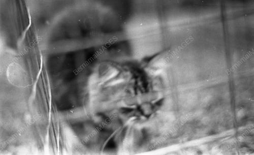 KL01_02102015_LION_DAY