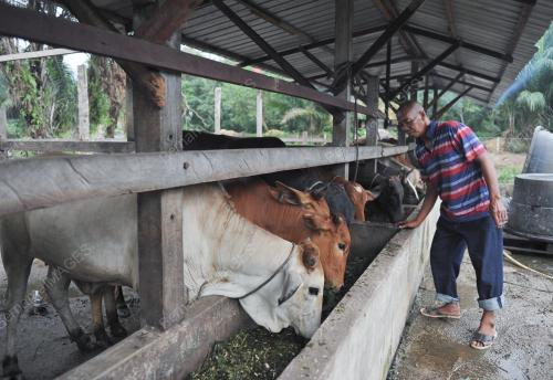 LEMBU KORBAN