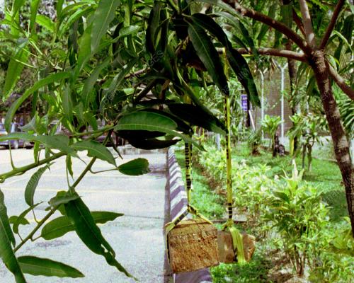 KL01_05022016_MANGGA_BATU