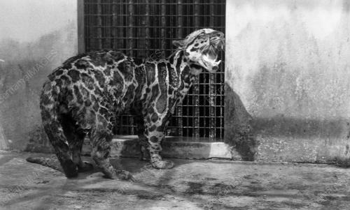 KL01_05032019_HARIMAU_KUMBANG