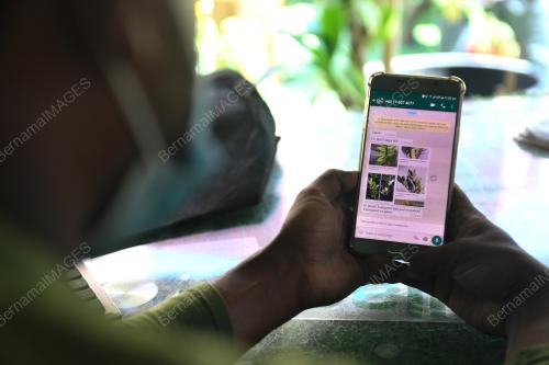 PENJUALAN POKOK DALAM TALIAN MENDAPAT SAMBUTAN TINGGI