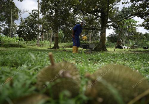TINJAUAN MUSIM DURIAN