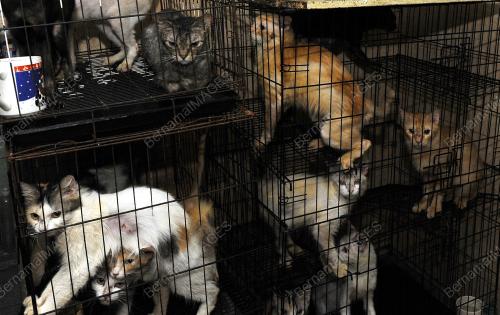 KL01_07102017_KUCING