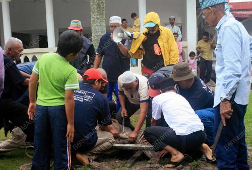 KORBAN LEMBU