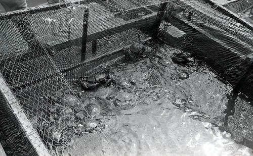KHASIAT KETAM