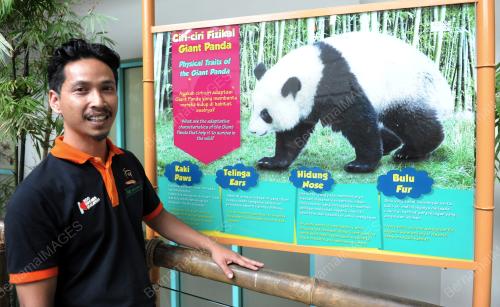 KL01_16112015_PENJAGA_PANDA