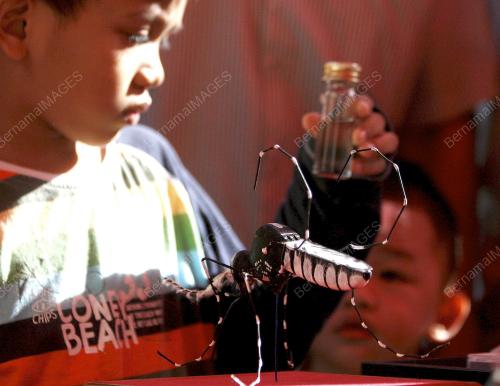 GANYANG_AEDES