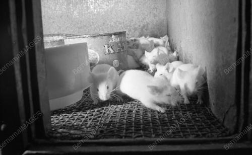 KL01_18022015_TIKUS_PUTIH