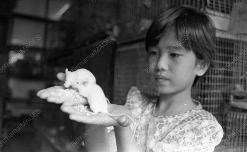 KL01_18022015_TIKUS