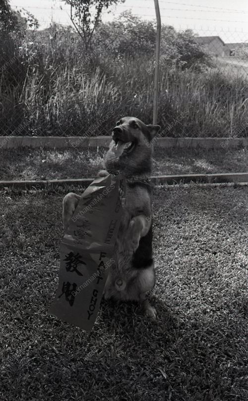 TAHUN ANJING