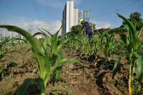 PROJEK KEBUN BANDAR 'HIJRAH WARRIOR'