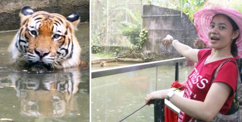 HARIMAU PANAS