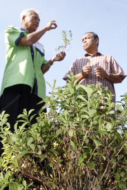 KL01_23012011_STEVIA