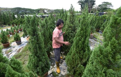 POKOK KRISMAS