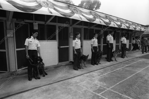 ANJING PENGESAN