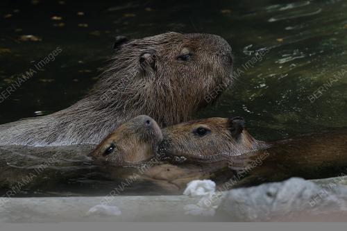 CAPYBARA ZOO NEGARA