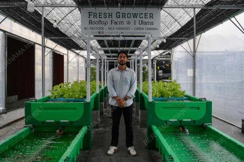 KEBUN SAYUR ORGANIK FRESH GROWCER