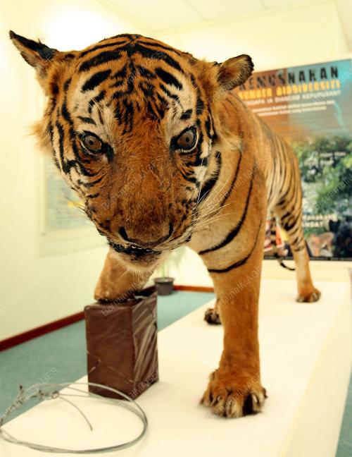 KONFLIK HAIWAN