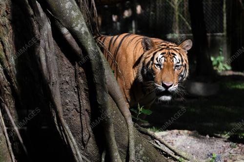 ZOO NEGARA