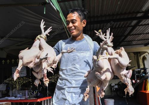 TINJAUAN BEKALAN AYAM MENTAH