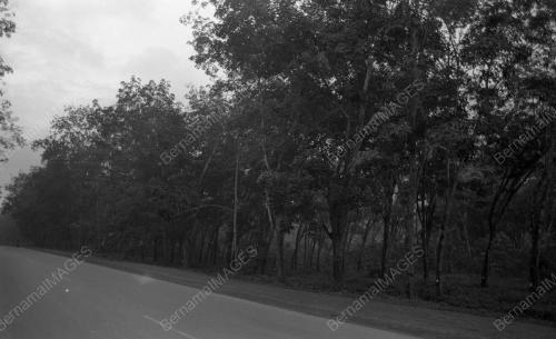 KL01_29012015_LADANG_GETAH