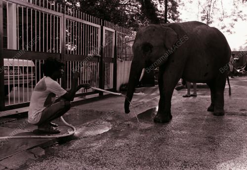 GAJAH