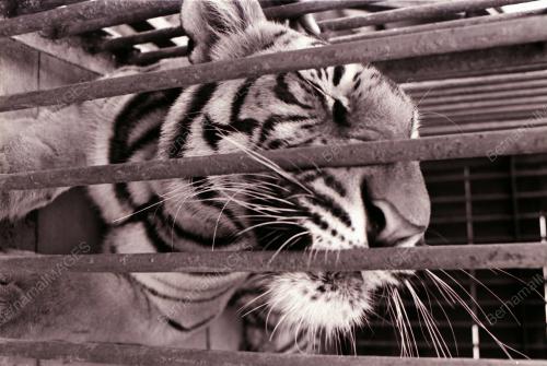 HARIMAU