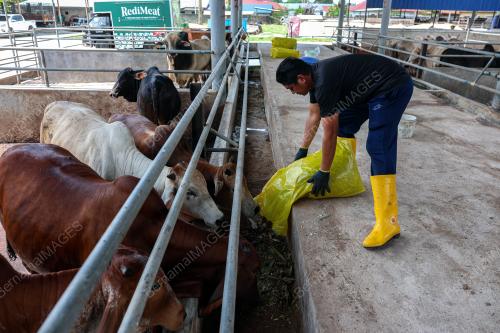 PENTERNAK LEMBU KETIKA CUACA PANAS