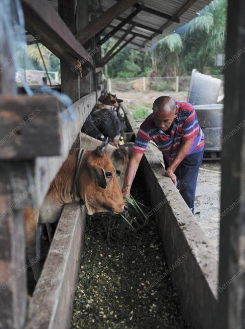 LEMBU KORBAN