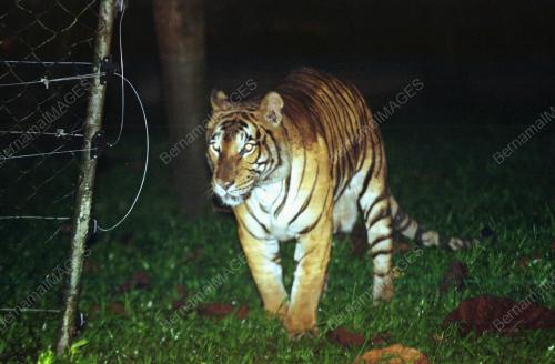 KL02_05022016_ZOO_NIGHT