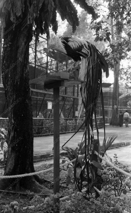 KL02_05102015_ZOO_NEGARA