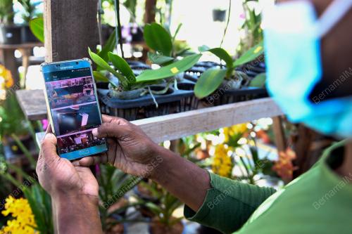 PENJUALAN POKOK DALAM TALIAN MENDAPAT SAMBUTAN TINGGI