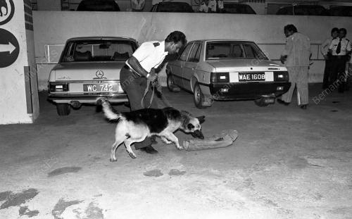 DEMONSTRASI ANJING