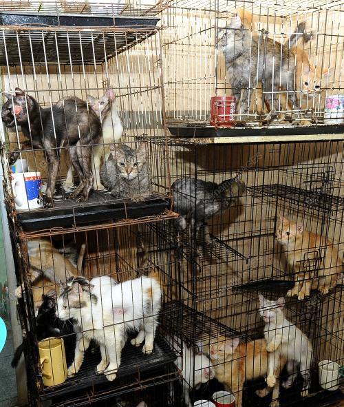 KL02_07102017_KUCING