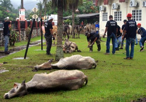 KORBAN LEMBU
