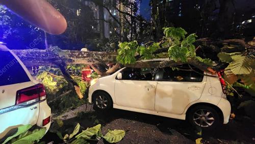POKOK TUMBANG