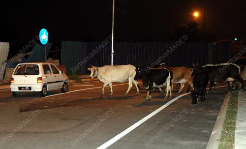 LEMBU LEBUH RAYA