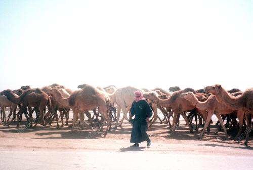 IRAQ_HIPOKRIT