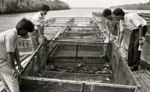 KHASIAT KETAM