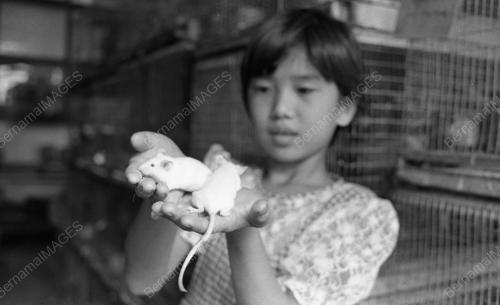 KL02_18022015_TIKUS