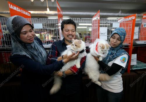 KL02_18052013_KUCING