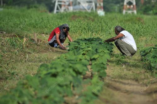 PROJEK KEBUN BANDAR 'HIJRAH WARRIOR'