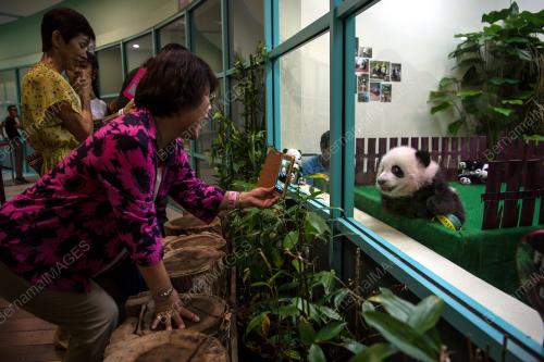 KL02_19062018_PANDA