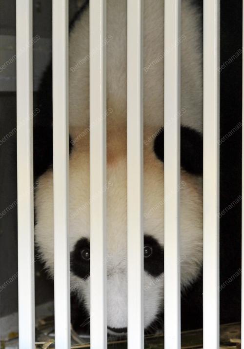 KL02_21052014_PANDA_ZOO