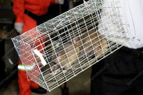 KL02_21062015_TIKUS