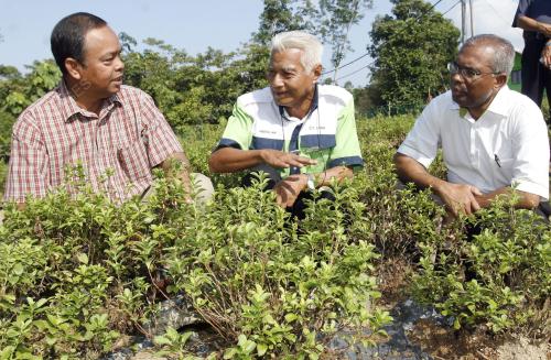 KL02_23012011_STEVIA